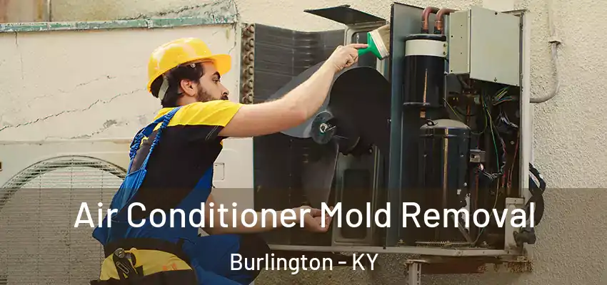 Air Conditioner Mold Removal Burlington - KY