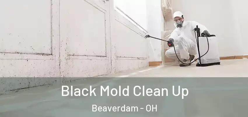  Black Mold Clean Up Beaverdam - OH