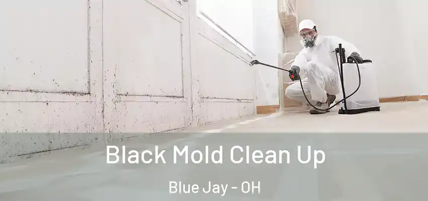  Black Mold Clean Up Blue Jay - OH