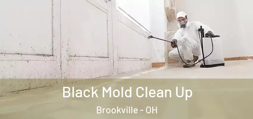 Black Mold Clean Up Brookville - OH