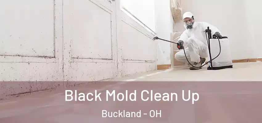  Black Mold Clean Up Buckland - OH