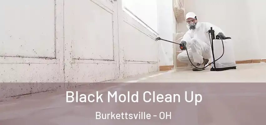 Black Mold Clean Up Burkettsville - OH