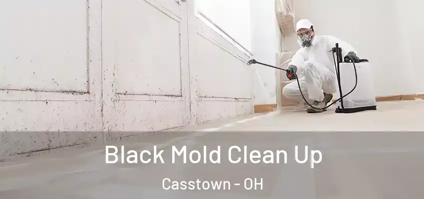 Black Mold Clean Up Casstown - OH