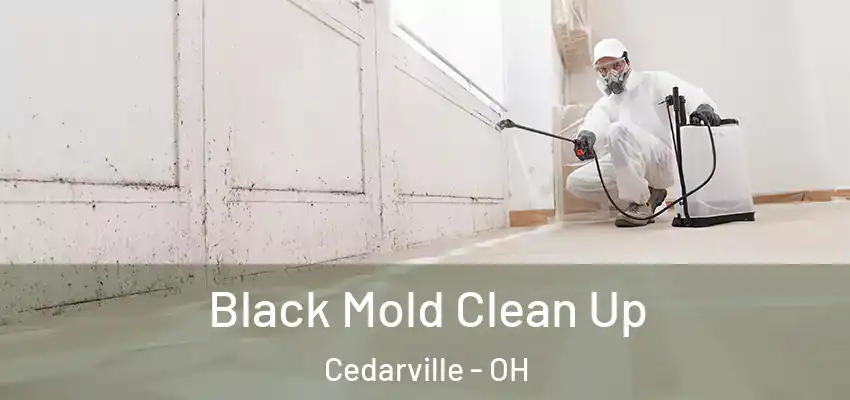  Black Mold Clean Up Cedarville - OH