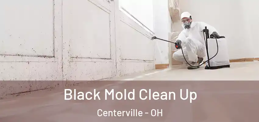 Black Mold Clean Up Centerville - OH