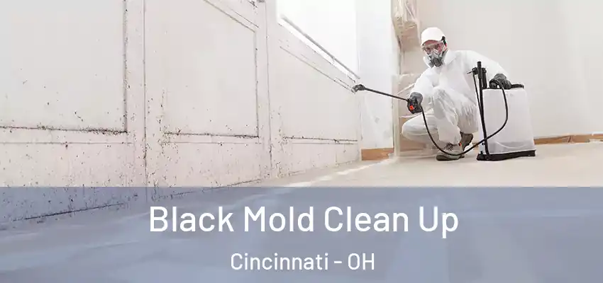  Black Mold Clean Up Cincinnati - OH