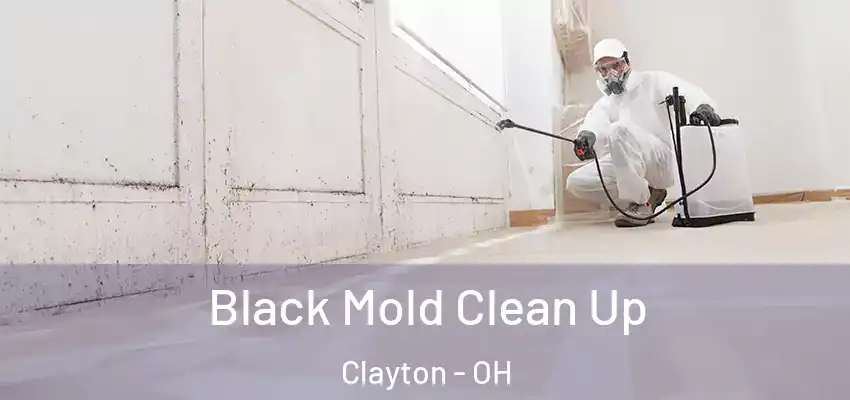 Black Mold Clean Up Clayton - OH