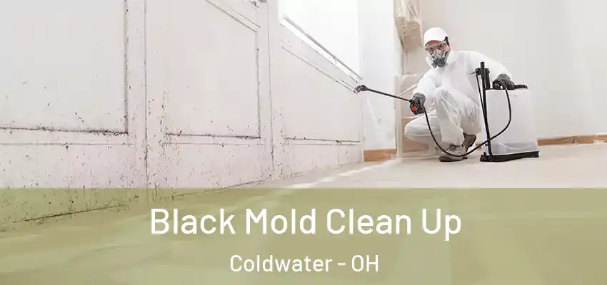  Black Mold Clean Up Coldwater - OH
