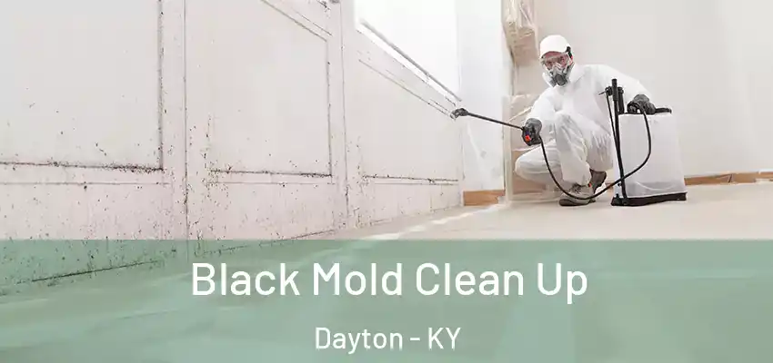  Black Mold Clean Up Dayton - KY
