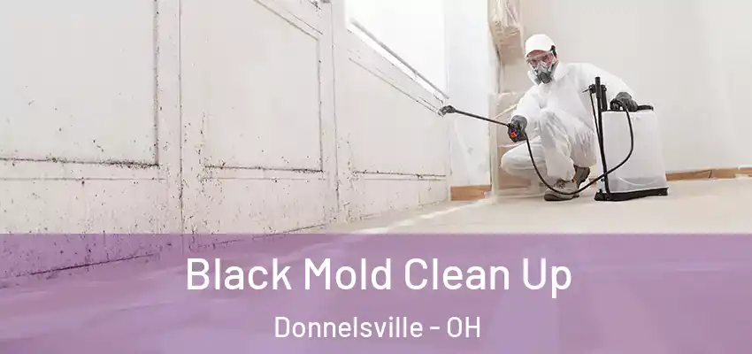 Black Mold Clean Up Donnelsville - OH