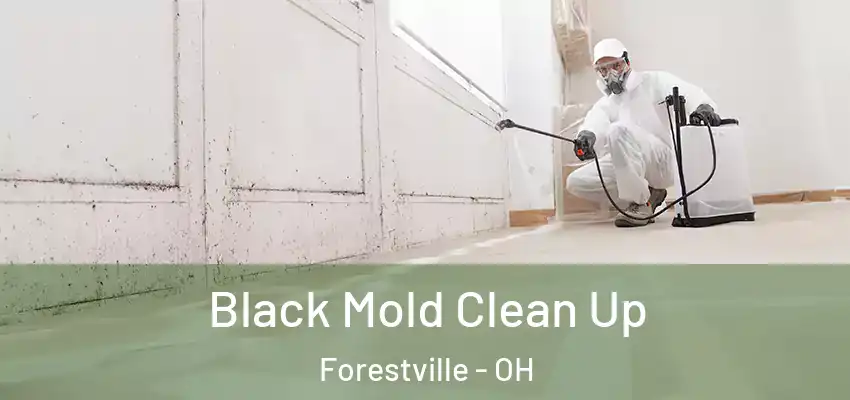  Black Mold Clean Up Forestville - OH
