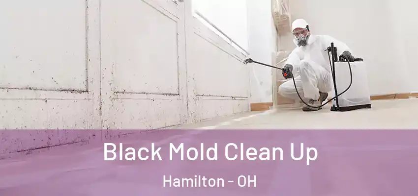 Black Mold Clean Up Hamilton - OH
