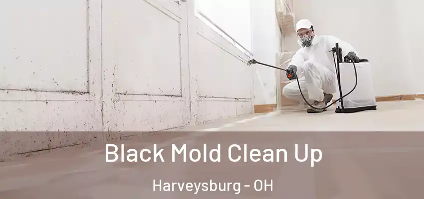 Black Mold Clean Up Harveysburg - OH