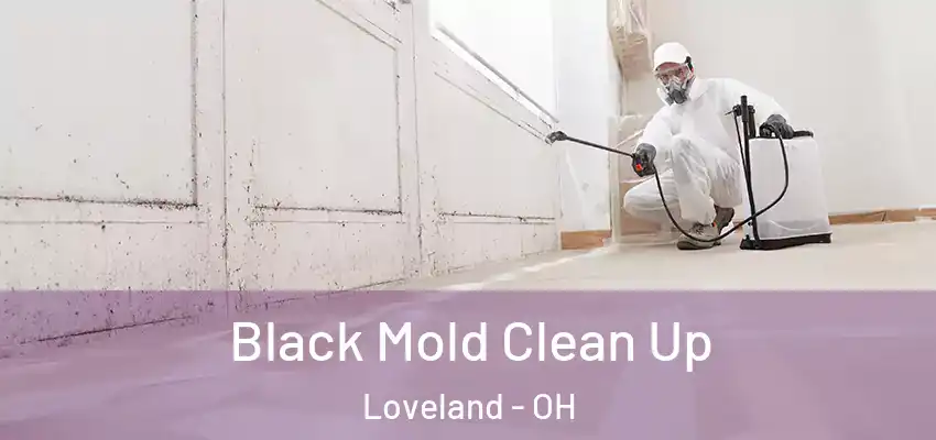  Black Mold Clean Up Loveland - OH