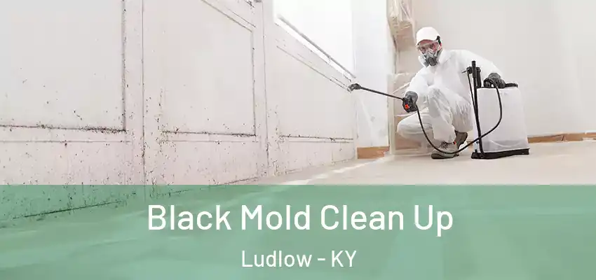  Black Mold Clean Up Ludlow - KY