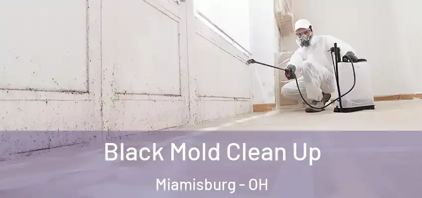 Black Mold Clean Up Miamisburg - OH