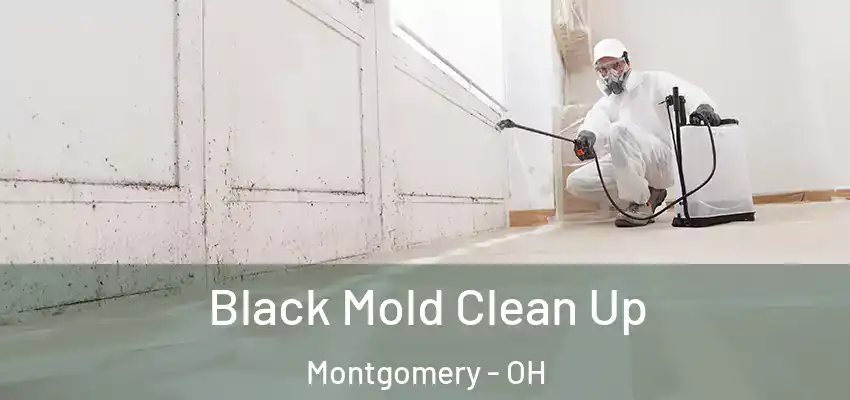  Black Mold Clean Up Montgomery - OH