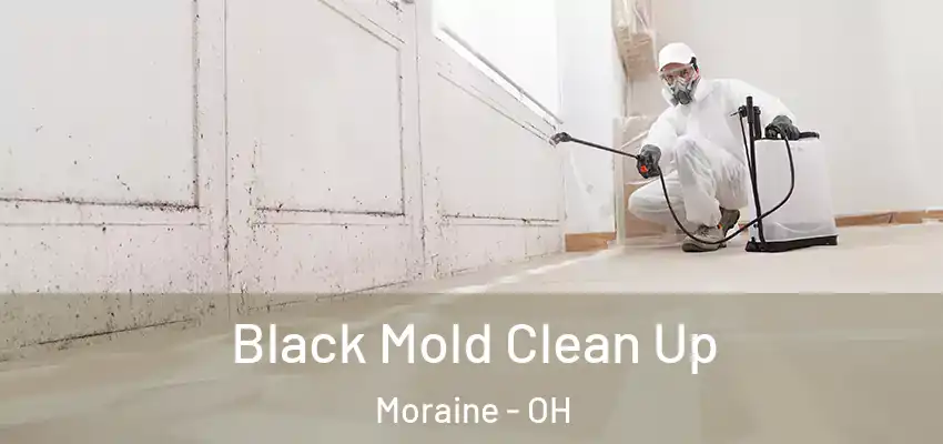 Black Mold Clean Up Moraine - OH