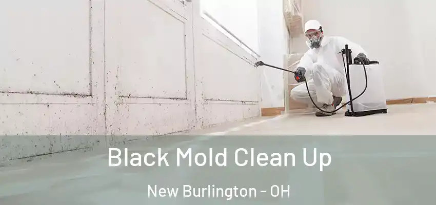  Black Mold Clean Up New Burlington - OH