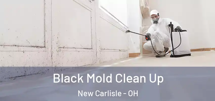 Black Mold Clean Up New Carlisle - OH