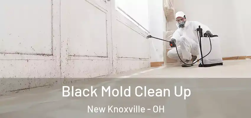  Black Mold Clean Up New Knoxville - OH