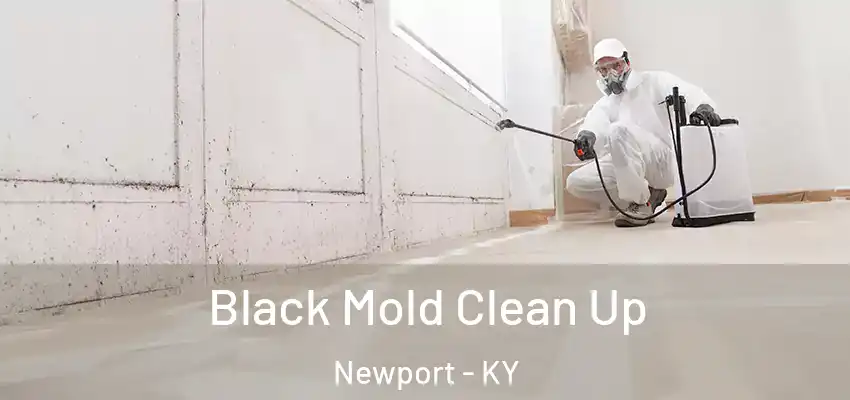  Black Mold Clean Up Newport - KY