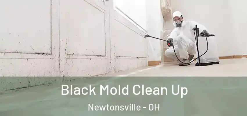  Black Mold Clean Up Newtonsville - OH