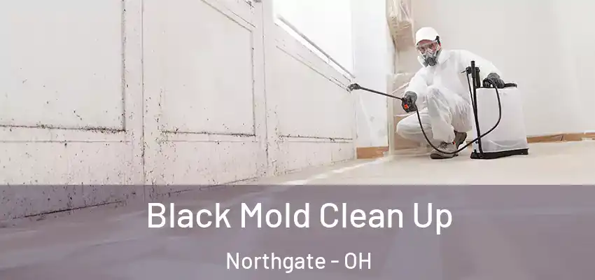  Black Mold Clean Up Northgate - OH