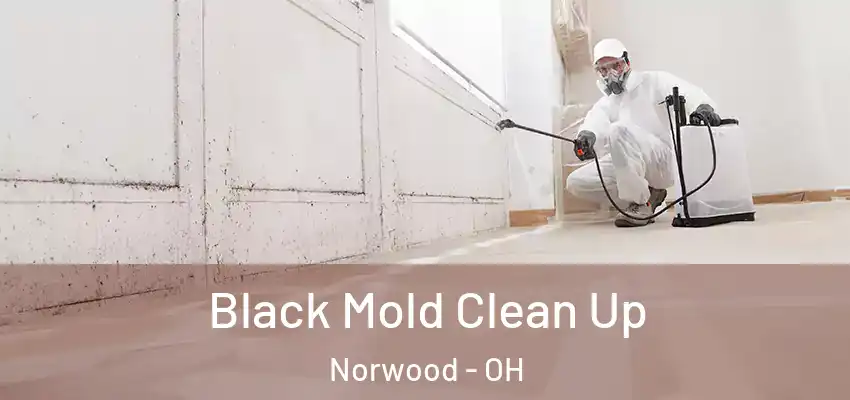  Black Mold Clean Up Norwood - OH