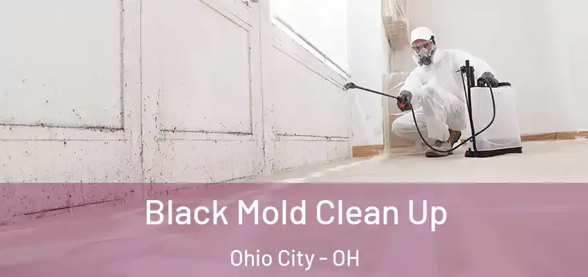  Black Mold Clean Up Ohio City - OH