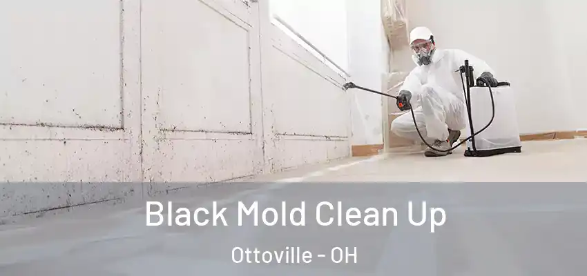  Black Mold Clean Up Ottoville - OH