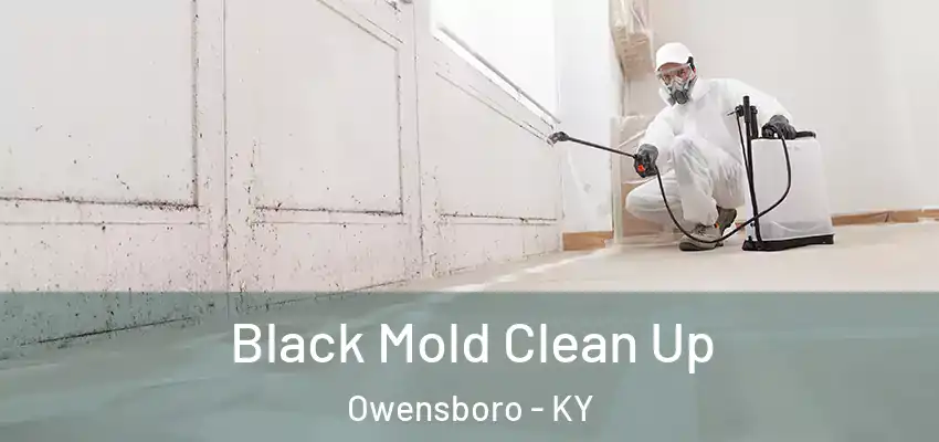  Black Mold Clean Up Owensboro - KY