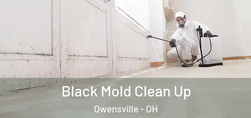  Black Mold Clean Up Owensville - OH