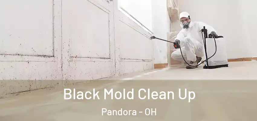  Black Mold Clean Up Pandora - OH