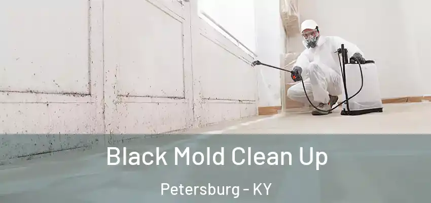  Black Mold Clean Up Petersburg - KY