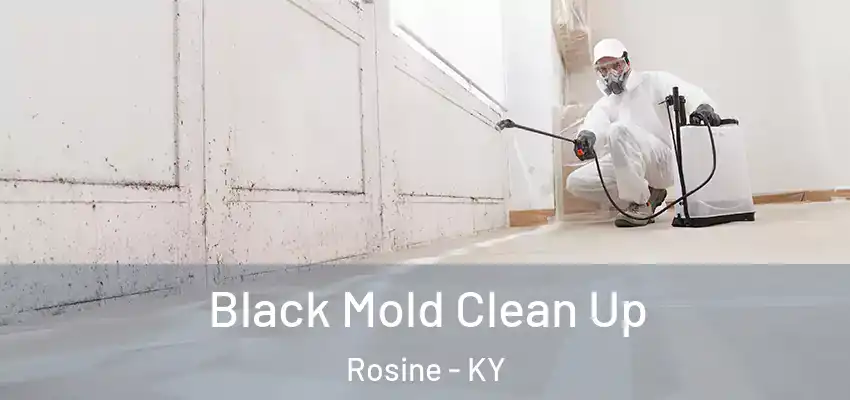  Black Mold Clean Up Rosine - KY