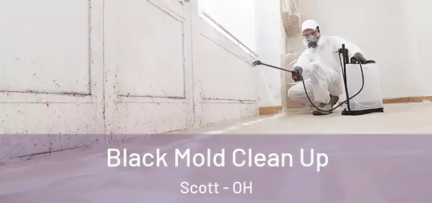  Black Mold Clean Up Scott - OH