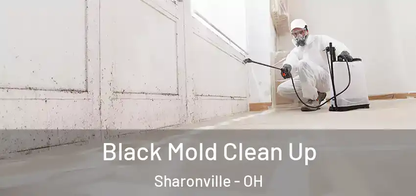  Black Mold Clean Up Sharonville - OH