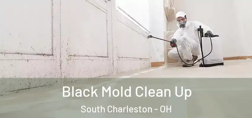  Black Mold Clean Up South Charleston - OH