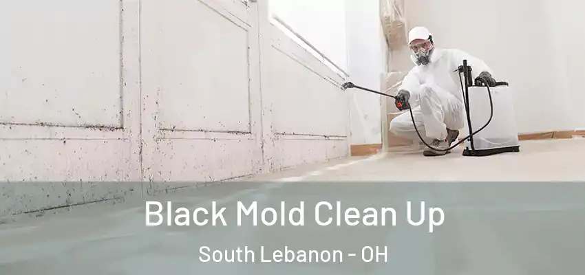 Black Mold Clean Up South Lebanon - OH