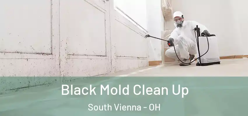  Black Mold Clean Up South Vienna - OH