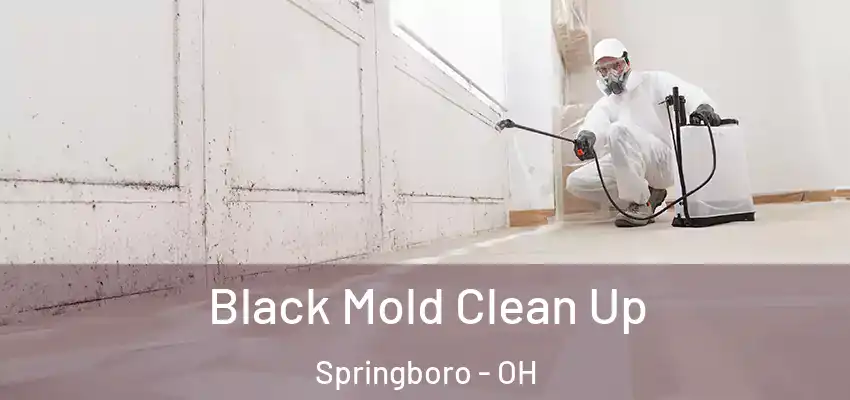  Black Mold Clean Up Springboro - OH
