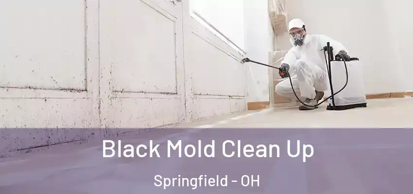  Black Mold Clean Up Springfield - OH