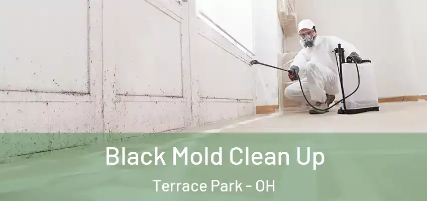  Black Mold Clean Up Terrace Park - OH