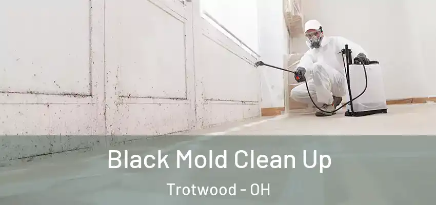  Black Mold Clean Up Trotwood - OH