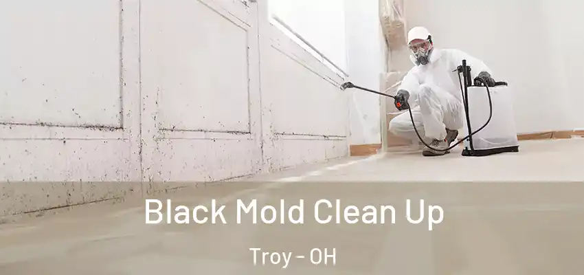 Black Mold Clean Up Troy - OH