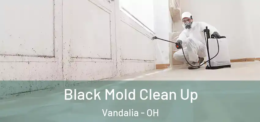  Black Mold Clean Up Vandalia - OH
