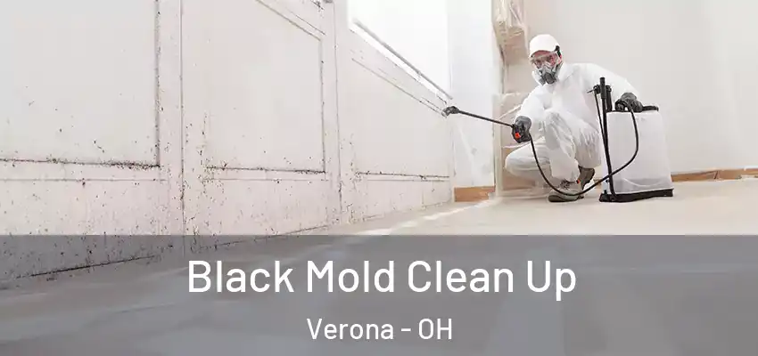  Black Mold Clean Up Verona - OH