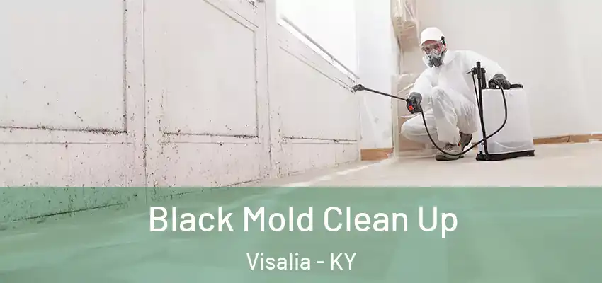  Black Mold Clean Up Visalia - KY