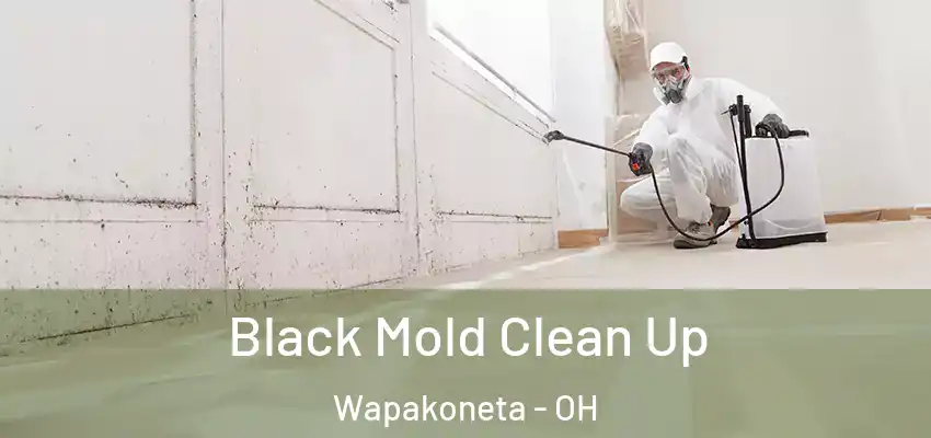  Black Mold Clean Up Wapakoneta - OH
